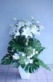 ˡ���͸�������󥸥���