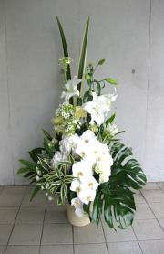 ˡ���͸�������󥸥���