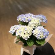 Mother's Day���۲�